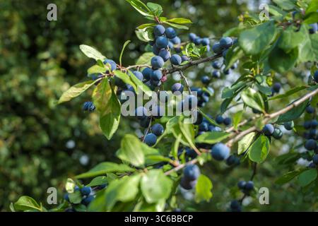 Devizes, Wiltshire – Ein Haufen von Mittsommer Sloe Beries wächst auf einem Schwarzdornbusch am Kennet & Avon Kanal in Devizes, Wiltshire. Stockfoto
