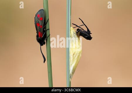 6-fleckige Burnet Zygaena filipendulae mit Kokon Stockfoto