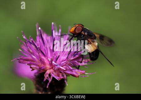 Toller Rattenfliege auch bekannt als Pellucid Fly - Volucella pellucens Stockfoto