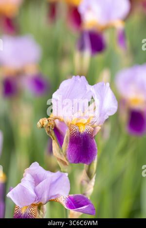 Iris, der bärtige deutsche Indianerhäuptling Purple Stockfoto