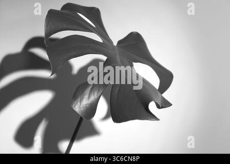 Monstera-Blatt wirft Schatten auf die weiße Wand. Schwarz-weiß-Ton Stockfoto