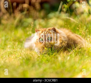 Flauschige Ingwerkatze versteckt sich im sonnendurchfluteten Gras mit breiten grünen Augen Stockfoto