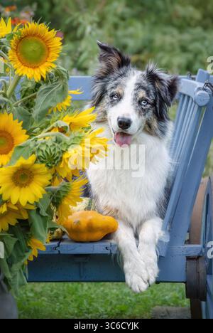 Ein wachsamer Border Collie Hund, weibliche blaue merle mit Kupfer und weiß, posiert in einem alten blauen Holzwagen mit gelben Sonnenblumen in einem herbstlichen Garten Stockfoto