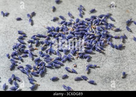Rohe lila Bio-Lavendelkräuter in einer Schüssel zum Kochen Stockfoto