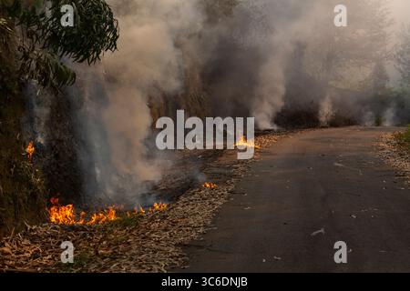 Ein Waldfeuer in einem Eukalyptus- und Eichenwald erreicht die Straße und brennt Eukalyptusblätter in Meaño, Galicien. Stockfoto