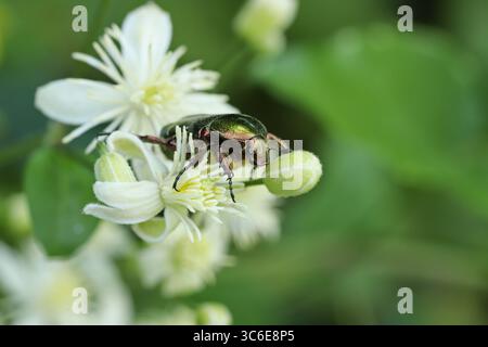 Bartpflanze und Käfer Cetonia aurata (Clematis vitalba) Stockfoto