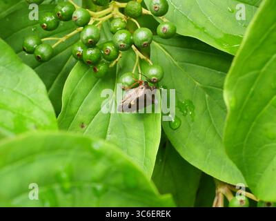 Schildkäfer auf nassem Hartholzblatt im Wald nach Regen. Natur, Insekten, Makros, grüne Blätter. Kopierraum. Stockfoto