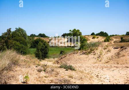 Doornpanne Dünen Naturpark in Oostduinkerke, Koksijde, Westflandern, Belgoium 9. Juli 2025 Stockfoto