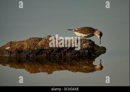 Gefleckter Sandpiper, der auf die Reflexion im Wasser blickt Stockfoto