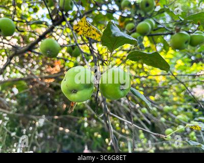 Grüne Äpfel gruppieren sich auf Ästen inmitten von üppigem Laub in einem lebendigen Obstgarten. Das Sonnenlicht wird durchfiltert und beleuchtet die Früchte und Blätter. Stockfoto