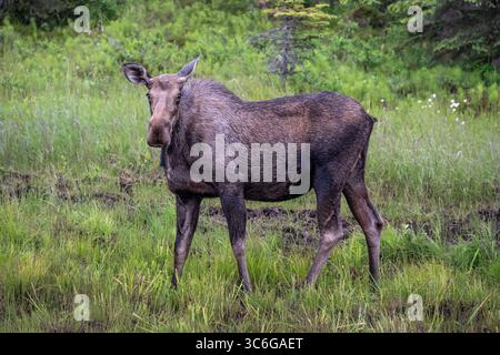Elche stehen in einem Feuchtgebiet, Anchor Point, Alaska. Stockfoto