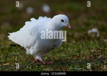 Zwei große blaue Reiher im Paarungstanz Stockfoto