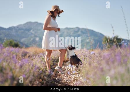 Ein kleiner Hund erkundet ein Lavendelfeld neben einem Mädchen in weißem Kleid und Sonnenhut. Die leuchtenden violetten Blumen und die bergige Landschaft schaffen einen Stockfoto
