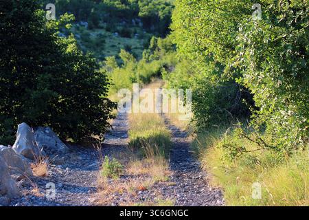 Ein Schotterweg, gesäumt von hohem Gras und wilden Sträuchern, schlängelt sich durch dichte, sonnendurchflutete Wälder und bietet eine friedliche, abgeschiedene Route, umgeben vom Sommer Stockfoto