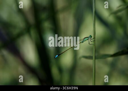 Eine Blauschwanzfliege oder gewöhnliche Blausegel (Ischnura elegans) auf einem Schilfstamm in einem Park in Kanagawa, Japan. Stockfoto