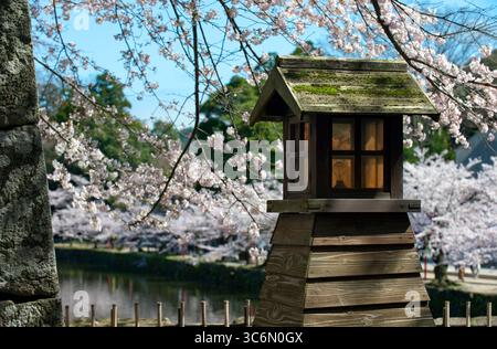 Die hölzerne Laterne im Schloss Hikone vor dem Hintergrund von „Sakura“ (blühende Kirschbäume) schafft ein japanisches ästhetisches oder konzeptuelles Bild von Japan. Stockfoto