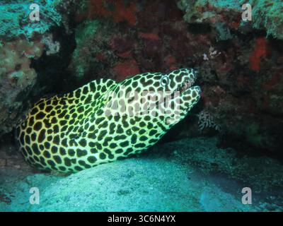 Honigwabenmoränen (Gymnothorax favagineus) mit seinem markanten schwarz gepunkteten gelben Körper, der aus einer felsigen Spalte in einem Korallenriff hervorblickt Stockfoto