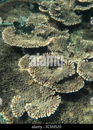 Breite Tafelkorallen (Acropora spp.) Kolonie bildet Schichtstrukturen in einem flachen tropischen Riffökosystem, fotografiert unter Wasser nahe der Insel Sumatra Stockfoto