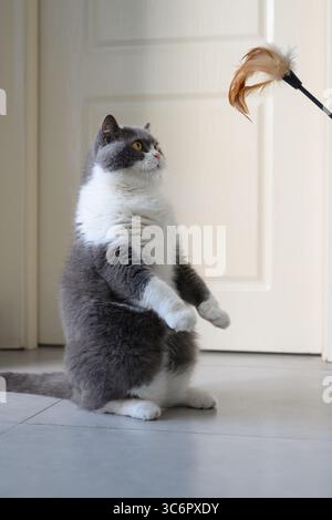 Britische Kurzhaarkatze, die auf zwei Füßen steht und spielt Stockfoto