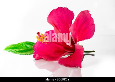 hibiskusblume ist isoliert auf weißem Hintergrund Stockfoto