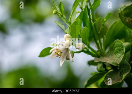 Blühender Orangenbaum, Valencia-Orangen- und Orangenblüten, Frühlingsernte, Nahaufnahme von Orangenzweigen mit Blüten, Knospen und Blättern Stockfoto