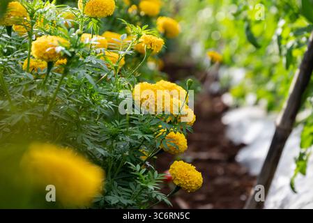 Ringelblume gelbe Blume, bunt von Ringelblumen auf der Plantage. Gelbe Kosmos Blumen Farm Stockfoto