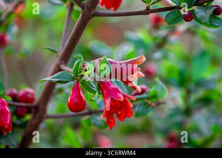 Granatapfelrote Knospen auf der Farm. Bestäubte Granatapfelblüten am Baum. Stockfoto