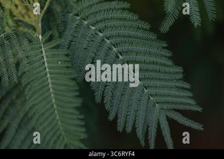 Nahaufnahme grüner farnartiger Blätter mit feinen Details und sanfter Beleuchtung, mit natürlicher Textur und botanischer Symmetrie auf dunklem Hintergrund Stockfoto