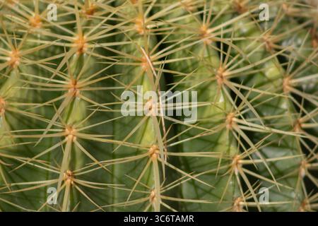 Extrem Nahaufnahme eines spitzen runden Kaktuskaktus, der seine radiale Symmetrie und seine dichte Ansammlung scharfer Stacheln hervorhebt. Stockfoto