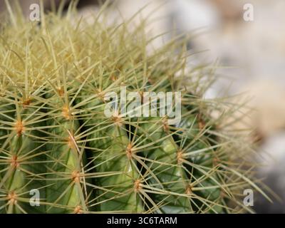 Top-down-Nahaufnahme eines spitzen runden Kaktus, der seine radiale Symmetrie und seine dichte Ansammlung scharfer Stacheln hervorhebt. Stockfoto