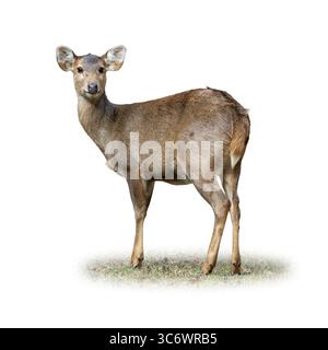 Ganzkörper-Seitenansicht eines weiblichen Schweines, das seinen Kopf mit wachem Ausdruck dreht, auf Gras steht und isoliert auf einem sauberen weißen Hintergrund steht – ideal für Stockfoto