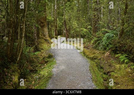 Ein schmaler Waldweg schlängelt sich durch dichte Vegetation und hohe Bäume, Sommer, Lake Matheson, Fox Glacier, South Island, Neuseeland Stockfoto