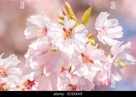 Nahaufnahme von zarten Kirschblütenzweigen, Farben in zartem Rosa und weiß Stockfoto