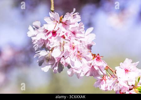 Nahaufnahme von zarten Kirschblütenzweigen, Farben in zartem Rosa und weiß Stockfoto