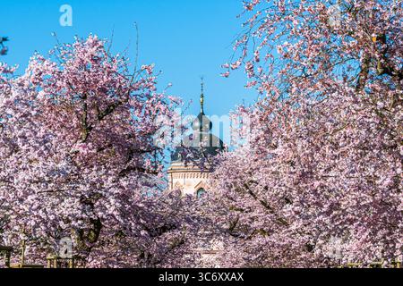 Blühende Kirschbäume vor der Kuppel der rosa Moschee im Schlosspark Schwetzingen. Blauer Himmel, sonniger Frühlingstag. Stockfoto