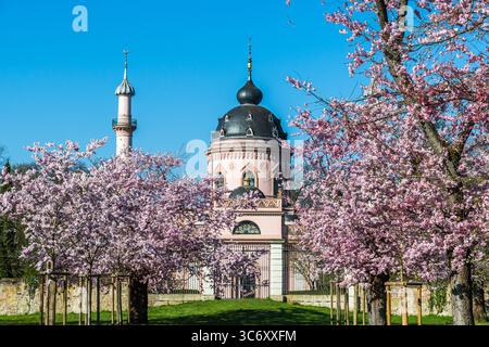Blühende Kirschbäume vor der rosa Moschee im Schlosspark Schwetzingen. Blauer Himmel, sonniger Frühlingstag, Kopierraum. Stockfoto