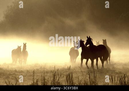 Pferde im Morgennebel, Hintergrundbeleuchtung Stockfoto