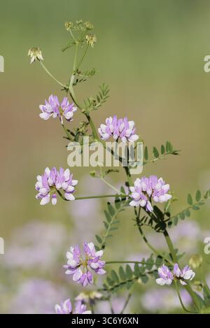 Bunte Kronenwicke (Securigera varia, Coronilla varia), blühend, Nordrhein-Westfalen, Deutschland Stockfoto