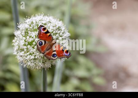 Europäischer Pfau (Aglais io) Schmetterling auf Alliumblüte. Kopierraum. Stockfoto