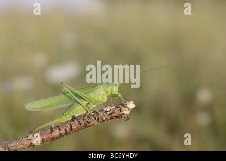 Große grüne Buschgrille (Tettigonia viridissima), weiblich, Nordrhein-Westfalen, Deutschland Stockfoto