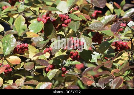 Europäische Dienstbeere (Sorbus aria), Blätter mit Früchten im Herbst, Nordrhein-Westfalen, Deutschland Stockfoto