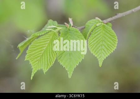 Flatterulme (Ulmus laevis), Zweig mit Blättern, Nordrhein-Westfalen, Deutschland Stockfoto
