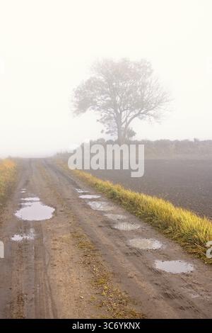 Schotterstraße mit Wasserpfützen an einem nebeligen Herbsttag auf dem Land mit einem einsamen Baum an einer Steinmauer Stockfoto