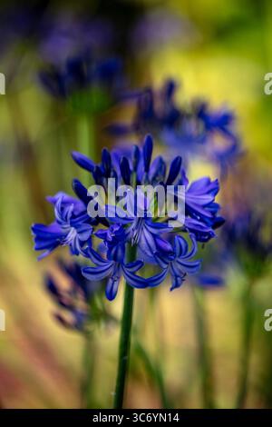 Natürliches halbdicht blühendes Pflanzenportrait des herrlichen Agapanthus „Northern Star“ PBR, afrikanische Lilie „Northern Star“, bei gutem Sonnenschein. Himmlisch Stockfoto