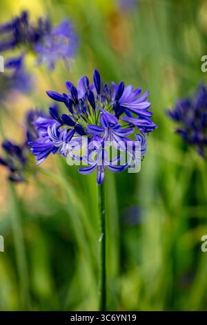 Natürliches halbdicht blühendes Pflanzenportrait des herrlichen Agapanthus „Northern Star“ PBR, afrikanische Lilie „Northern Star“, bei gutem Sonnenschein. Himmlisch Stockfoto