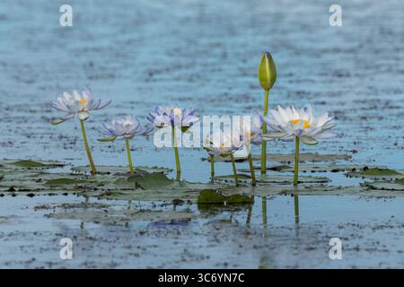 Eine Libelle, die über eine Lagune in den wunderschönen St. Lawrence Wetlands fährt, passiert eine wunderschöne Ansammlung weißer und violetter Seerosen. Stockfoto