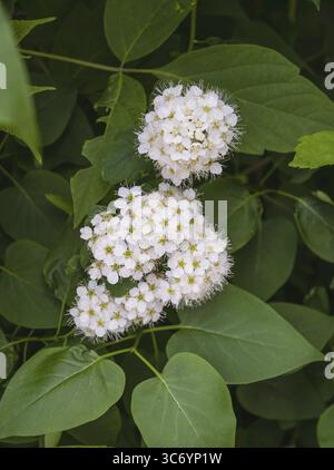 Weiße flauschige Blüten Crataegus chlorosarca, Zierpflanzen, selektiver Fokus Stockfoto