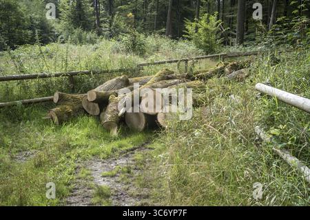 In der Nähe eines hölzernen Zauns auf einer Rodung in einem üppigen Wald stapeln sich geschnittene Baumstämme, die die Nachwirkungen der Holzfällerei zeigen Stockfoto