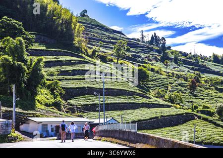 Teeplantagen in der Nähe des Bergdorfes Zhuqi in den Bergen von Alishan, Taiwan Stockfoto