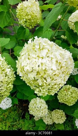 Blühende weiße Hortensie-Blüten (Hydrangea arborescens 'Annabelle') in einem Garten, umgeben von üppig grünen Blättern. Stockfoto